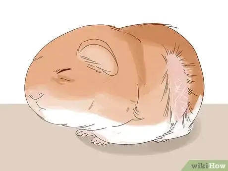 Image titled Diagnose Geriatric Diseases in Hamsters Step 11