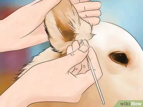Image titled Identify Canine Tick Problems Step 7