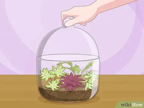 Image titled Create Humidity for Indoor Plants Step 15