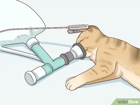 Image titled Handle Brachycephalic Airway Syndrome in Cats Step 12