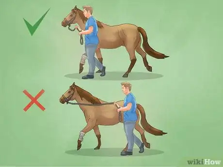 Image titled Hand Walk an Injured Horse Step 12