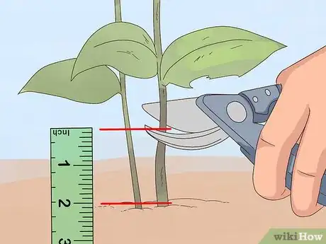 Image titled Prune Petunias Step 6