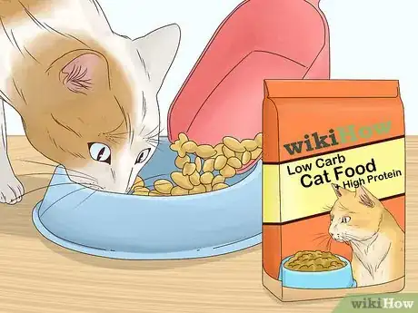 Image titled Prevent a Diabetic Emergency in Cats Step 1