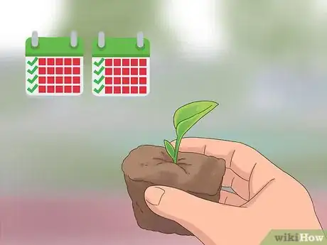 Image titled Grow Dichondra Step 8