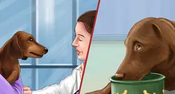 Adopt a Sporting Dog