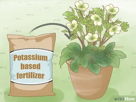 Image titled Grow Hellebore Step 8