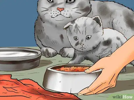 Image titled Earn the Trust of a Feral Kitten Step 1