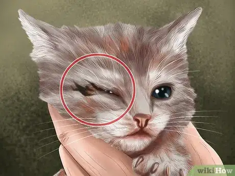 Image titled Pick a Healthy Adult Cat Step 9