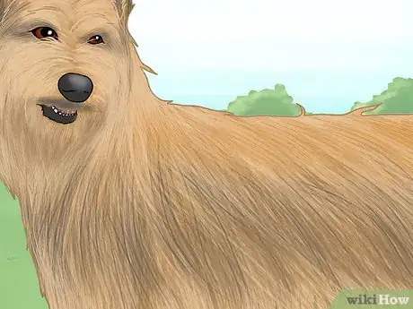 Image titled Identify a Berger Picard Step 7