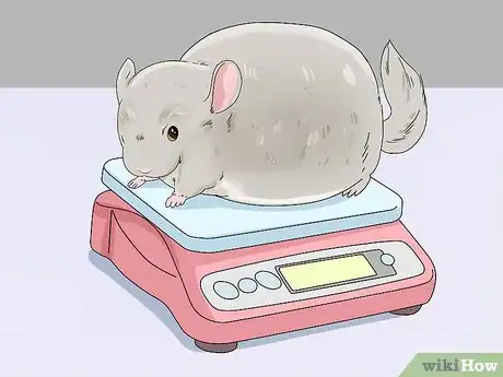 Image titled Handle Calcium Deficiency in Chinchillas Step 4