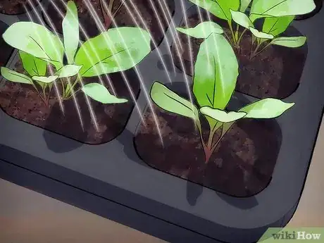 Image titled Plant a Fall Vegetable Garden Step 10