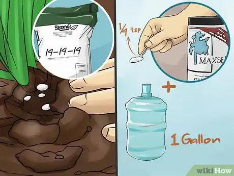 Image titled Grow Sarracenia (North American Pitcher Plants) Step 6