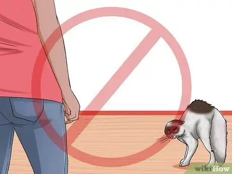 Image titled Get a Grumpy Cat to Like You Step 6