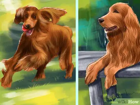 Image titled Care for an Irish Setter Step 3
