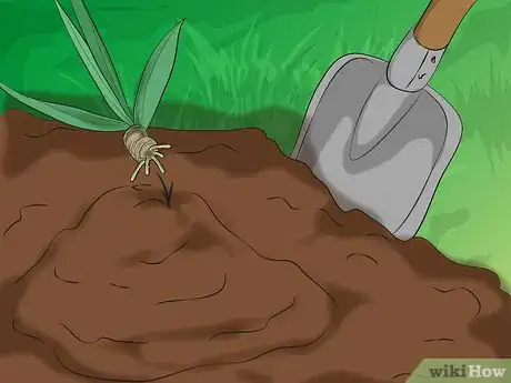 Image titled Divide Bearded Irises Step 5