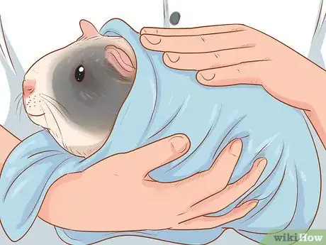 Image titled Care for a Crested Guinea Pig Step 13