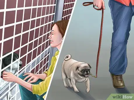 Image titled Adopt a Non‐Sporting Breed Step 7