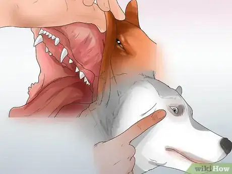 Image titled Treat Canine Leptospirosis Step 4