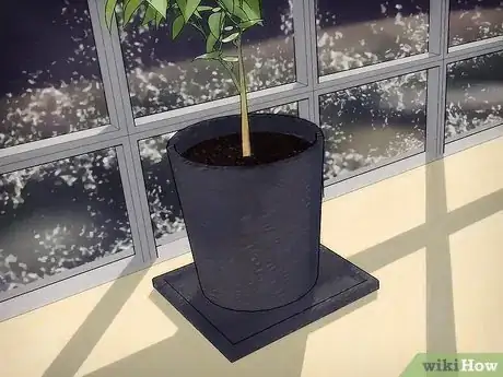 Image titled Grow Fruit in Pots Step 10