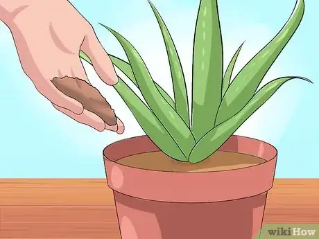 Image titled Care for Your Aloe Vera Plant Step 7