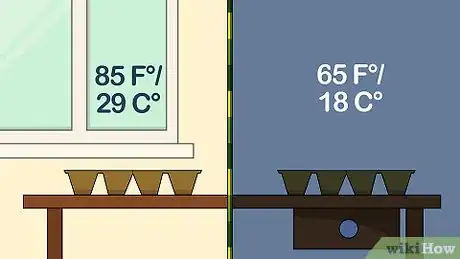 Image titled Grow Chamomile Step 6