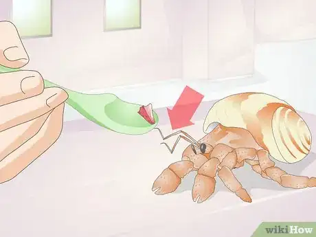 Image titled Hand Feed a Hermit Crab Step 3