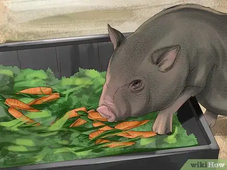 Image titled Have a Potbellied Pig for a Pet Step 14