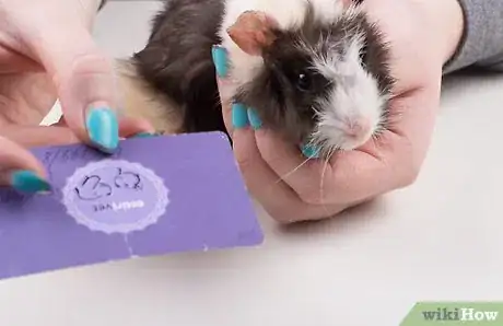 Image titled Find a Vet for Your Guinea Pig Step 6