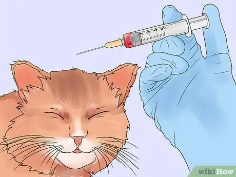 Image titled Diagnose and Treat Chylothorax in Cats Step 8