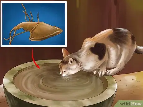 Image titled Remove Parasite Samples from a Cat Step 8