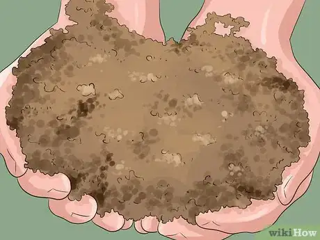 Image titled Grow Ivy Step 6