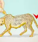 Draw a Cheetah