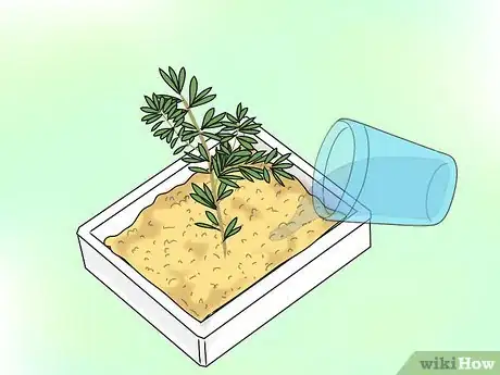 Image titled Propagate Grevilleas Step 4