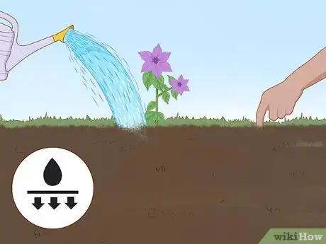 Image titled Plant Clematis Step 8