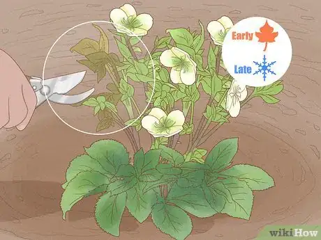 Image titled Grow Hellebore Step 9