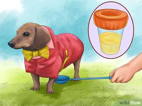 Image titled Prepare for Your Dog's Annual Vet Exam Step 8