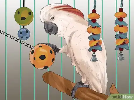 Image titled Live With a Moluccan Cockatoo Step 15