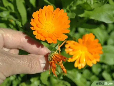 Image titled Grow Calendula Step 7
