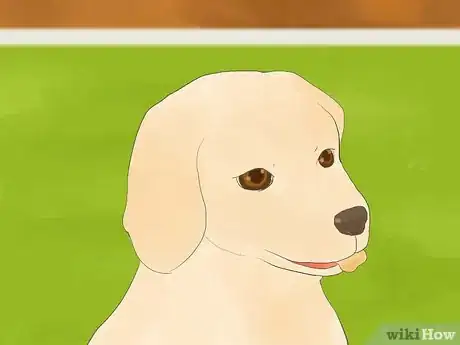 Image titled Calm a Hyperactive Dog Step 3