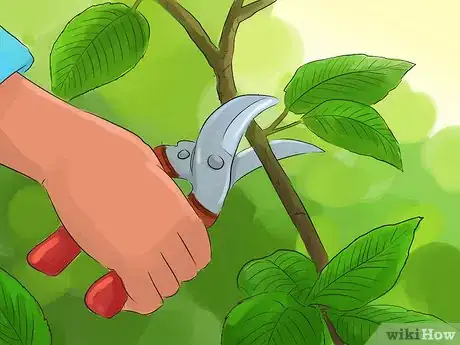 Image titled Prune a Snowball Bush Step 1