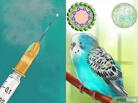 Image titled Prevent Infections in Parakeets Step 3