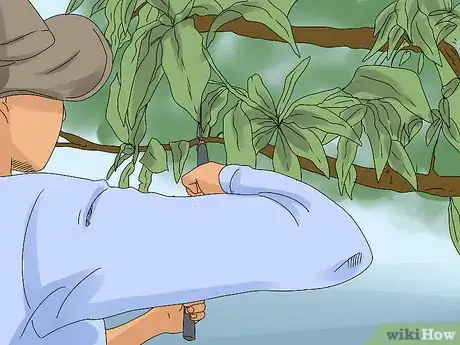 Image titled Prune a Mango Tree Step 2
