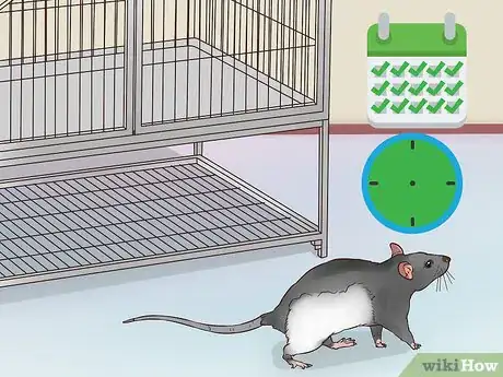 Image titled Exercise a Pet Rat Step 5