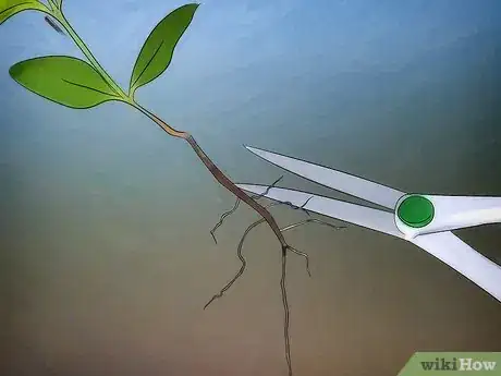 Image titled Grow Flowering Dogwood Step 7