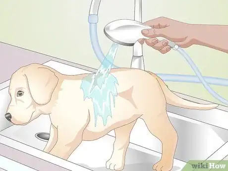 Image titled Shower a Puppy Step 7