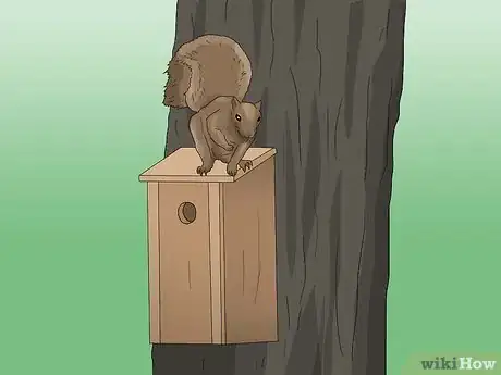 Image titled Attract Squirrels Step 8