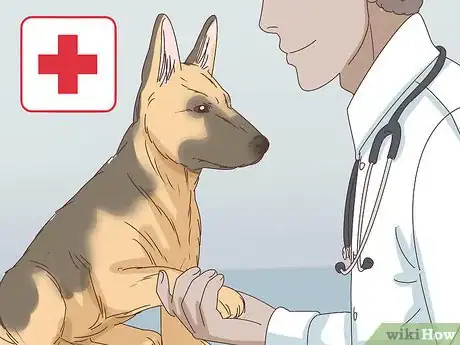 Image titled Recognize and Treat Dwarfism in Dogs Step 5