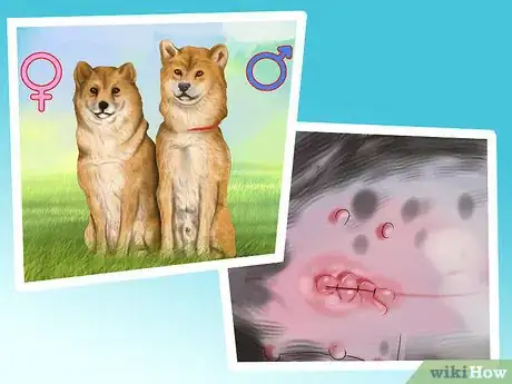 Image titled Decide Whether to Get a Second Dog Step 12