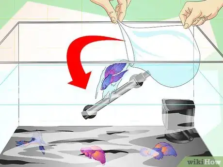 Image titled Make a Female Betta Community Step 12