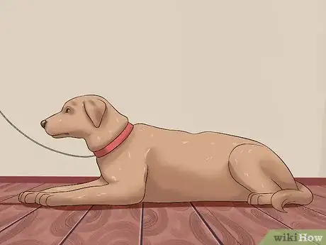 Image titled Tame a Dog Step 20